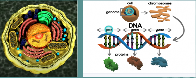 the-human-genome-project-by-joshua-meade-adelaide-chapter